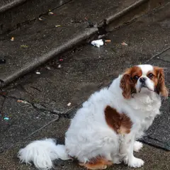 King Charles spaniel - Photo 5