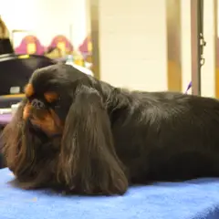 King Charles spaniel - Photo 6