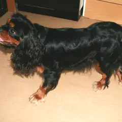 King Charles spaniel - Photo 9