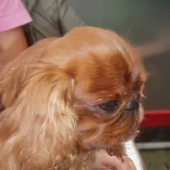 King Charles spaniel - Photo 10