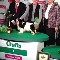 King Charles spaniel - Photo 11