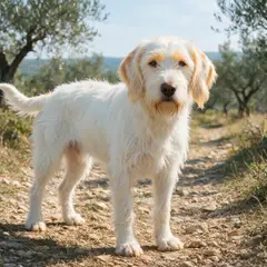 Chien courant d'Istrie à poil dur - Photo 3