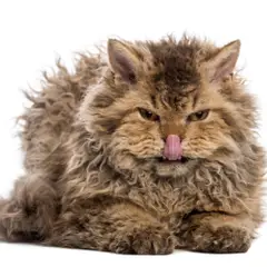 Selkirk rex - Photo 3