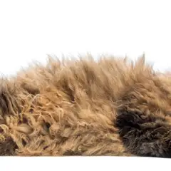 Selkirk rex - Photo 4