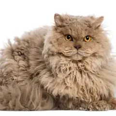 Selkirk rex - Photo 5