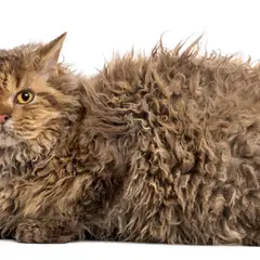 Selkirk rex - Photo 6