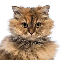 Selkirk rex - Photo 7