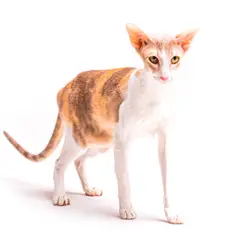 Cornish rex - Photo 3