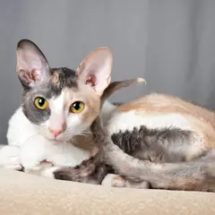 Cornish rex - Photo 4