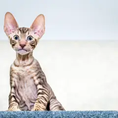 Cornish rex - Photo 5