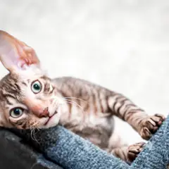 Cornish rex - Photo 6