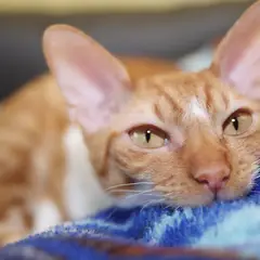 Cornish rex - Photo 7