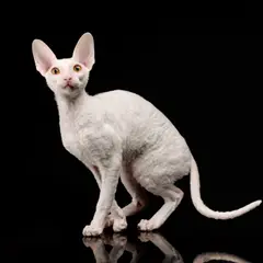 Cornish rex - Photo 8