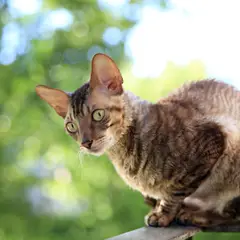 Cornish rex - Photo 9