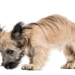 Terrier de Skye - Foto 4