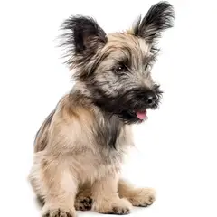 Terrier de Skye - Foto 5