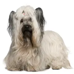 Terrier de Skye - Foto 6