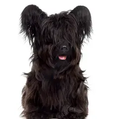 Terrier de Skye - Foto 7