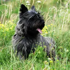 Terrier de Skye - Foto 8