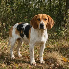 Chien d'Artois - Photo 4