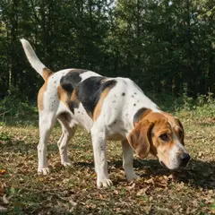 Chien d'Artois - Photo 5