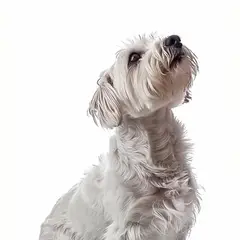 Dandie Dinmontterriër - Foto 5
