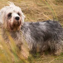Dandie Dinmontterriër - Foto 6