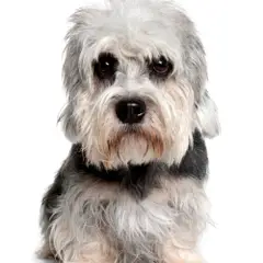 Dandie Dinmontterriër - Foto 7