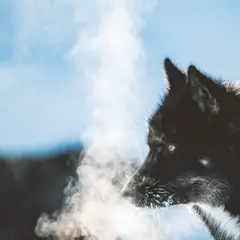 Cão da Groenlândia - Fotografia 5