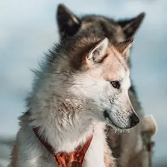Cão da Groenlândia - Fotografia 6