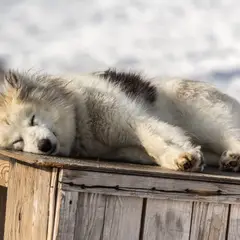 Cão da Groenlândia - Fotografia 7