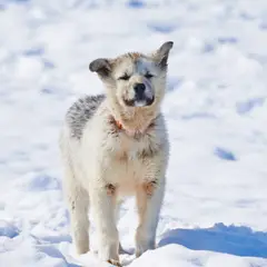 Cão da Groenlândia - Fotografia 8