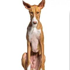 Podenco canario - Photo 6