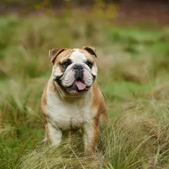 Bulldog Inglese - Foto 7