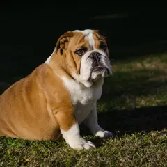 Bulldog Inglese - Foto 8