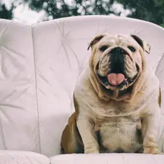 Bulldog Inglese - Foto 9