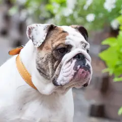 Bulldog Inglese - Foto 10