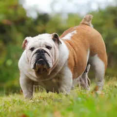 Bulldog Inglese - Foto 11