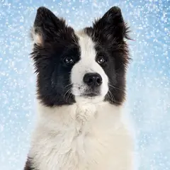 Laika da Iacútia - Foto 3