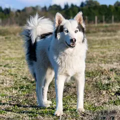 Laika da Iacútia - Foto 5