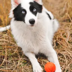 Laika da Iacútia - Foto 6