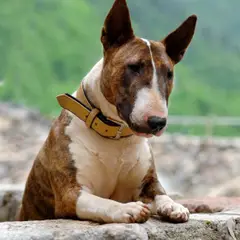Bull Terrier - Foto 7