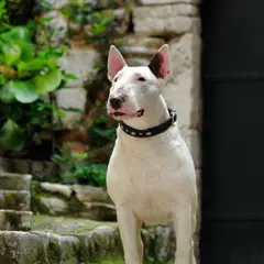 Bull Terrier - Foto 8