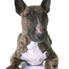 Bull Terrier - Foto 9