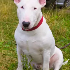 Bull Terrier - Foto 10