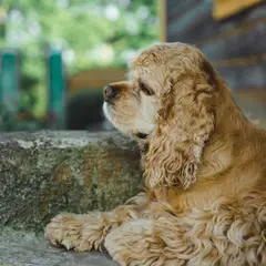 Amerikanischer Cocker Spaniel - Foto 4