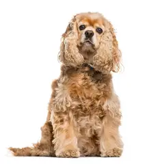Amerikanischer Cocker Spaniel - Foto 5