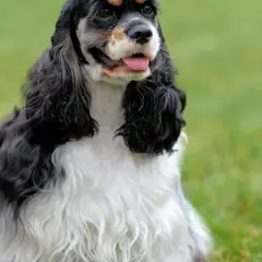 Amerikanischer Cocker Spaniel - Foto 6