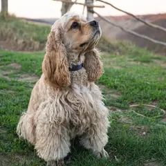 Amerikanischer Cocker Spaniel - Foto 7