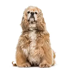 Amerikanischer Cocker Spaniel - Foto 8